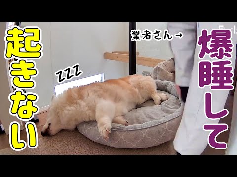 業者さんが来ても全く起きないシニアコーギー