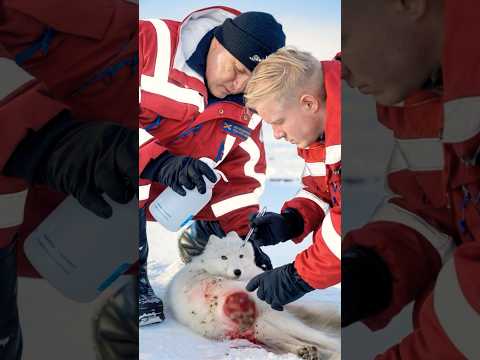 A woman camping saw a an arctic fox with an infected wound and called the first aid teams.