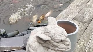 Feeding Fish: Snappy's Wild Reaction to Breakfast Time! || WooGlobe
