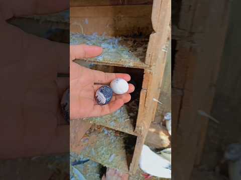 pigeon egg ? magic ✨ || subscribe now ❤️ /#viral #shortvideo #shorts #youtubeshorts