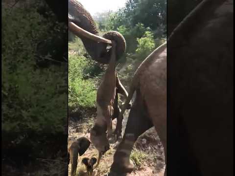 🐘a mother's love!! Even though he was dead, he was still in his arms