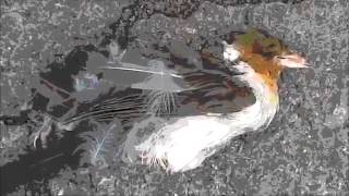 Dave Knudsen Dead Bird - CAlifornia Earthquake Channel