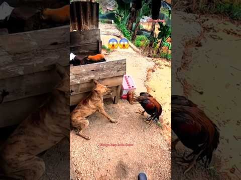 rooster vs dog ๐ฑ๐ฑ๐๐#shorts #youtubeshorts #viralvideo #birds