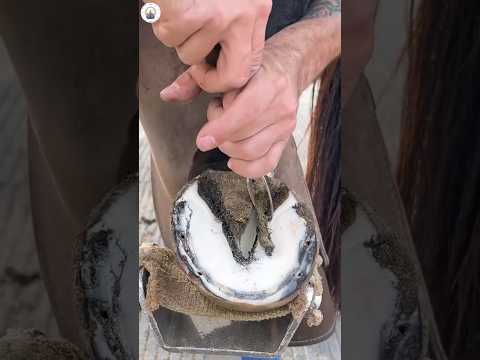 Satisfying hoof trim #satisfying #oddlysatisfying #asmr #farrier #horse