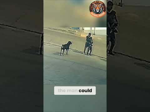 Shocking Moment! Rottweilers Step In to Protect a Child! 🐕⚡