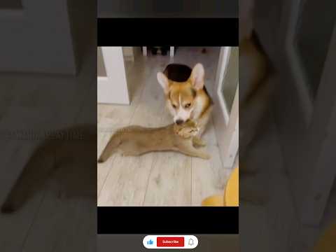 The end 😂😂#funny #short #ytshorts #animals #pets #dogs #dog #cats #cat  #viral 🤣🤣🤣[121] Funny Cats