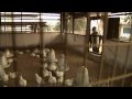 The Inspiring Journey of Kojo: From Poverty to Poultry Success
