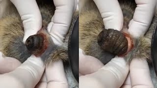 Big Foxtail Eliminated From Rabbit #913