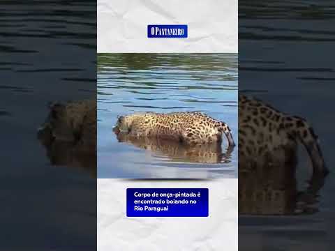 🚨 Onça-Pintada é Encontrada Morta no Pantanal: Mistério no Rio Paraguai 🐆💔