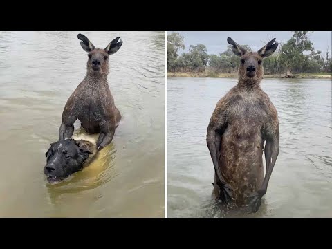 When Instincts Go Wrong in the Animal Kingdom!