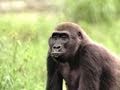 Exploring the Rainforest and Gorilla Behavior