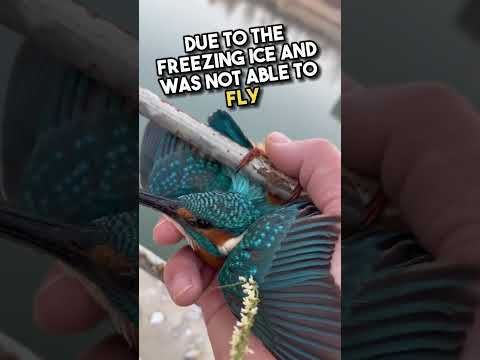 This Kind Man Saves Frozen Bird Stuck To Fence?❤️#shorts