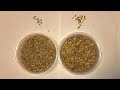 Equine Nutrition and Grain Products