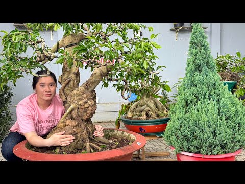 Thúy An 13/12 mới nhập Lô Bonsai Đẹp Đa Dạng - Sanh Bướu và nhiều loại ăn trái  #0939700449