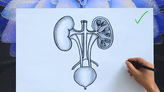 Human Kidney Drawing