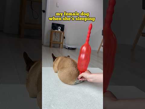Funny Differences Between Male & Female Dogs #shorts