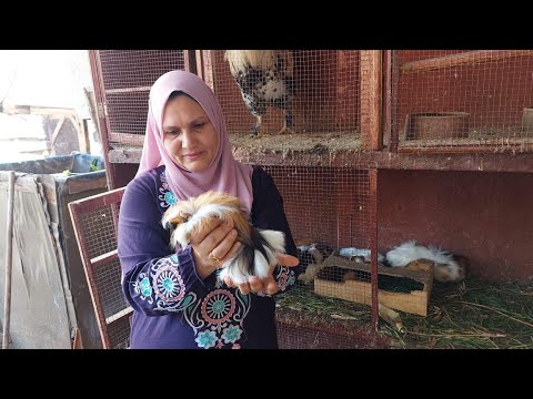 مواليد جديده عند الزؤزؤ واحلى روتين بين الزرع والدواجن