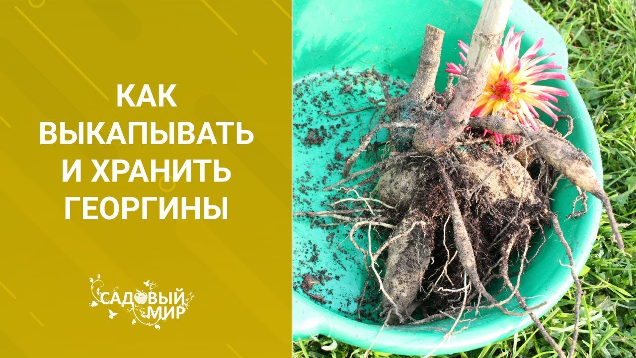 Как выкапывать и хранить георгины