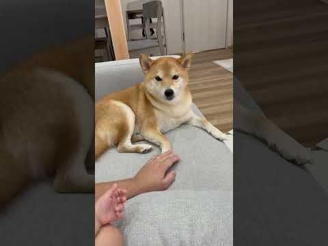 さっきからずっと地味にバトルしてる。 #柴犬 #犬 #dog