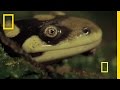 Barred Tiger Salamander Facts
