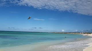Pelicans Dive Bombing on Arashi Beach, Aruba.