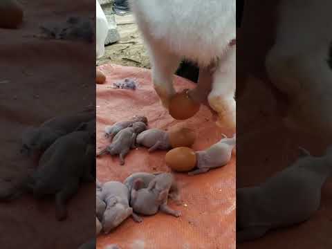 rabbit giving birth to eggs #animals #cute #pig #kitten #babyanimals #funnycute #rabbitgivingbirth