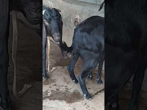 Lots of two goats they very beautiful surprising shoots we enjoy2024/:26