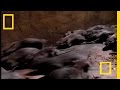 Understanding Rats and Their Predators