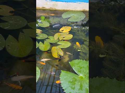 মাছের ট্যাংকের জন্য নতুন গাছ আনলাম #shorts #fish #aquarium