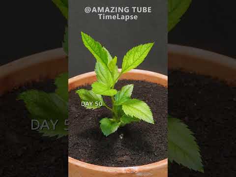 Growing Apple Tree From Seed - 101 Days Time Lapse #amazingtimelapse #garden #apple