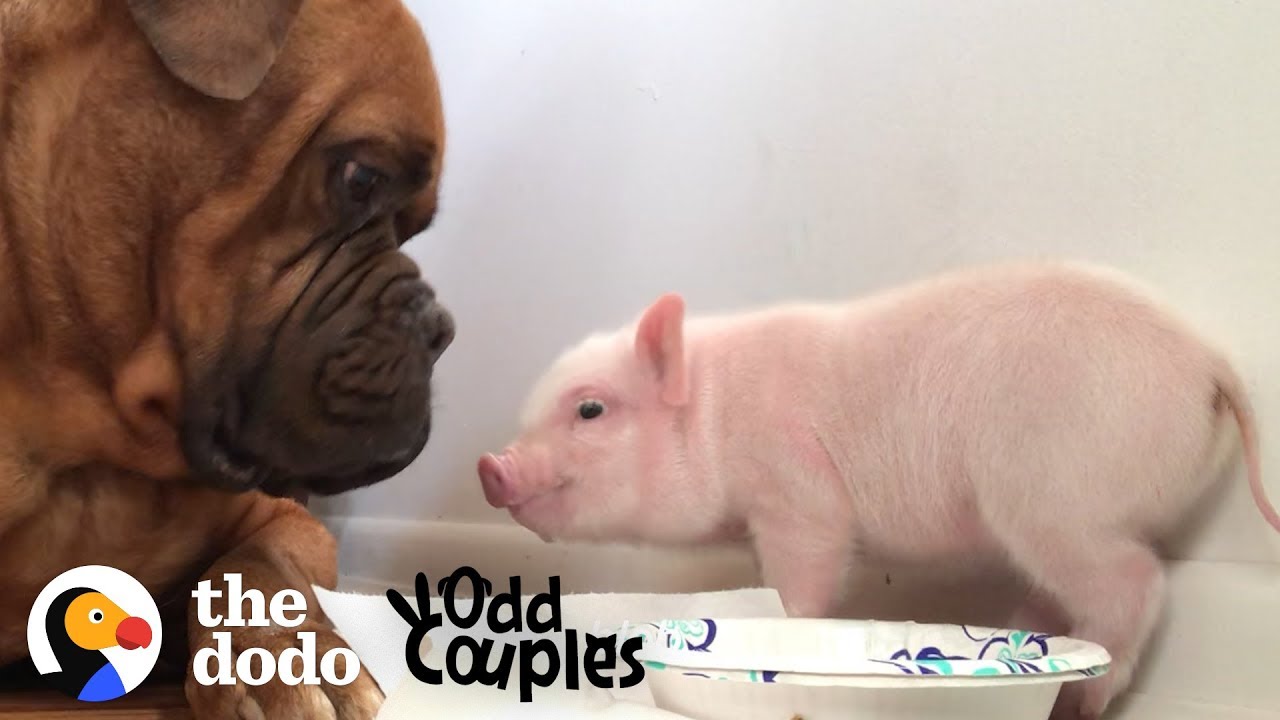 Watch This 135 Pound Dog Fall in Love with a Tiny Piglet Odd Couples