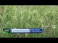 Agricultural Challenges in Indonesia