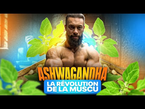 ASHWAGANDHA : MIRACLE OU ARNAQUE ? LA SCIENCE RÉVÈLE LA VÉRITÉ SUR CE COMPLÉMENT