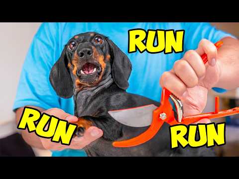 Run, Puppy Jay, Run! [Official Music Video]