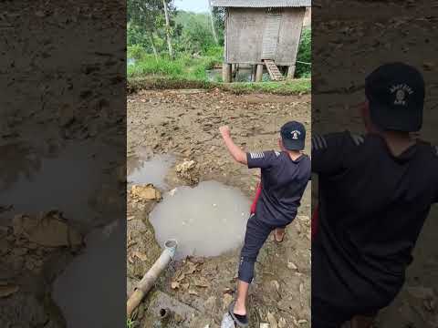 Cari Ikan Di Kubangan Air Bekas Empang Yang Di Kuras