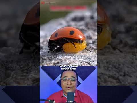 A incrível tática de sobrevivência das vespas #shorts #curiosidades #biologia #animais #mundoanimal