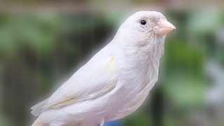 🔴 Live Canary Birds Singing Compilation ♥️