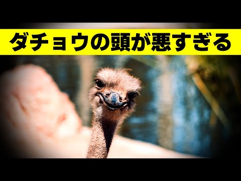 ダチョウの頭が悪すぎる