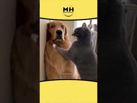 356 || Angry cat🤣 #shortsfeed #animallovr #animaldub #pet #@MasterofHumorMH #animalvoiceover