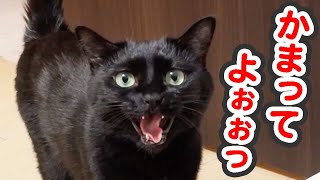 「アチシにかまって〜！！」と飼い主に猛アピールする猫