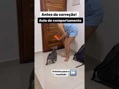 Como ensinar cachorro comer a comando parte 1