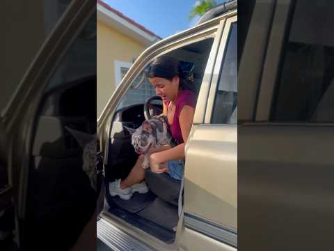 SUBCRIBETE PARA RESCATAR AL PERRITO 😍#shorts