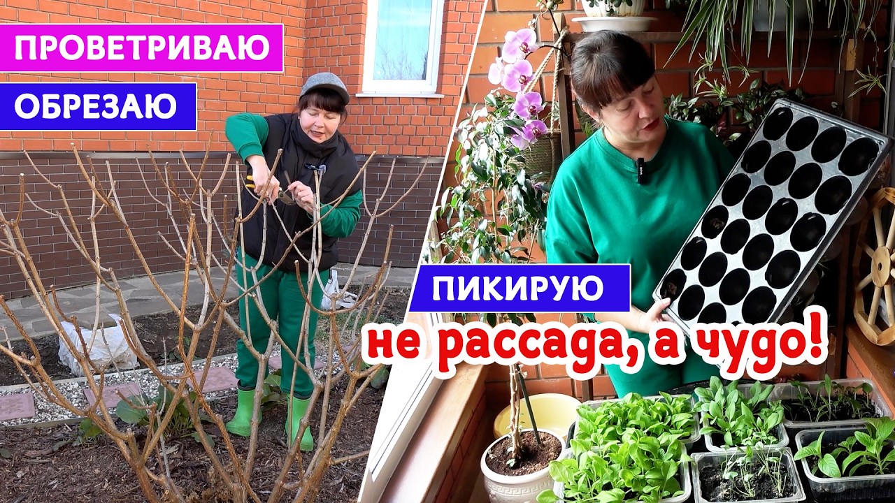 НЕ РАССАДА, А ЧУДО! Без ЛАМП и РАННЕГО ПОСЕВА! Живы ли тюльпаны Проветриваю и обрезаю.