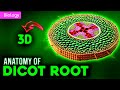 Dicot Root Structure and Functions