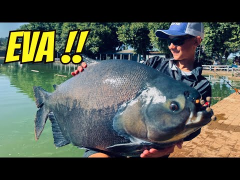 ANTENA PEGA MUITO PEIXE NO RECANTO DO PIRARUCU 