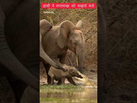 हाथी ने मगरमच्छ को चखाये मजे Hathi or Magarmaccha ki ladhai #hathi #crocodile #shorts