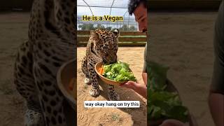 Hes a Vegan #funny #shorts #viral #vegan #veganfood #leopard #zoo #salad #nomeat #pet #carrot #fun