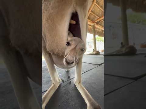 FILHOTE DE CANGURU. #bicho #animal #curiosidades #canguru