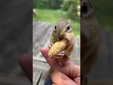 Munchies Squirrel 🐿🐿🐿 #shorts #animals #viral