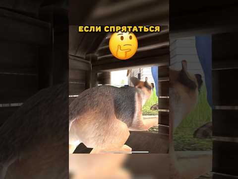 🤔Что произойдёт если спрятаться в будке с собакой в скулбой ранавей? #shorts
